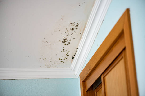 Best Emergency Mold Remediation in Ballenger Creek, MD