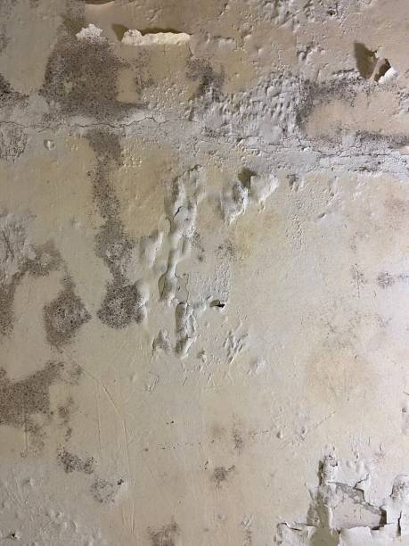 Best Crawl Space Mold Remediation in Ballenger Creek, MD