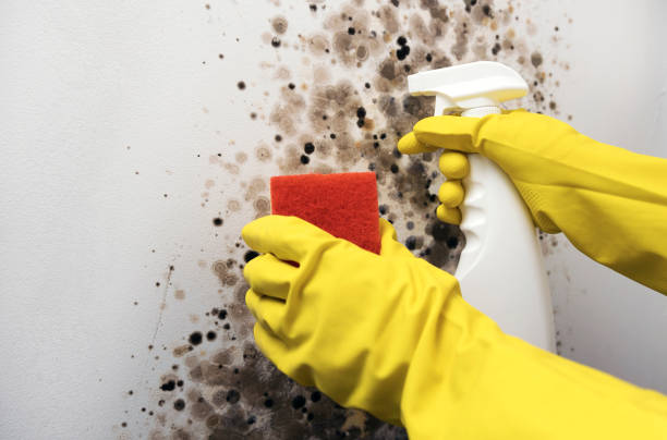 Best Commercial Mold Remediation in Ballenger Creek, MD